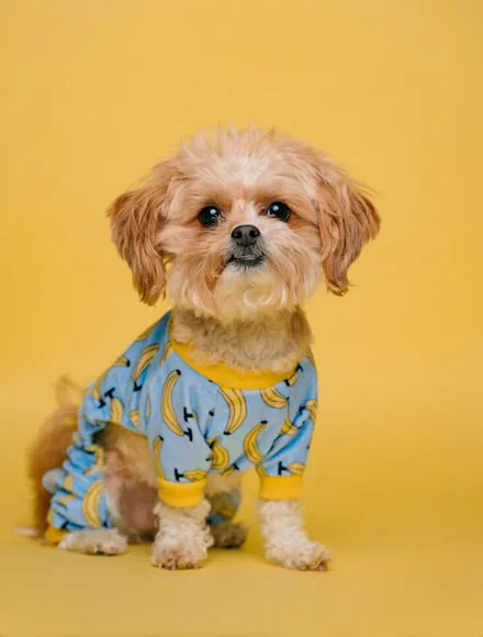 Cagnolino con la camicia su fondo giallo
