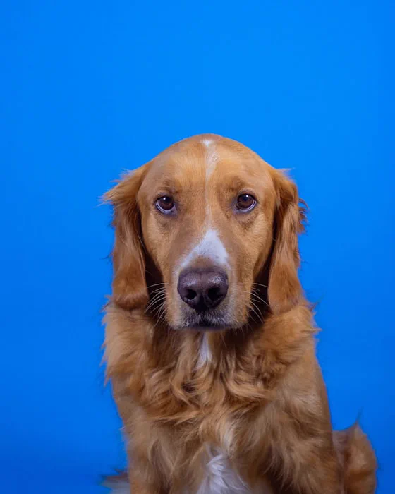 Ritratto in studio di un cocker spaniel su fondo blu