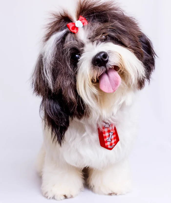 Shih tzu appena toelettato con il fiocco
