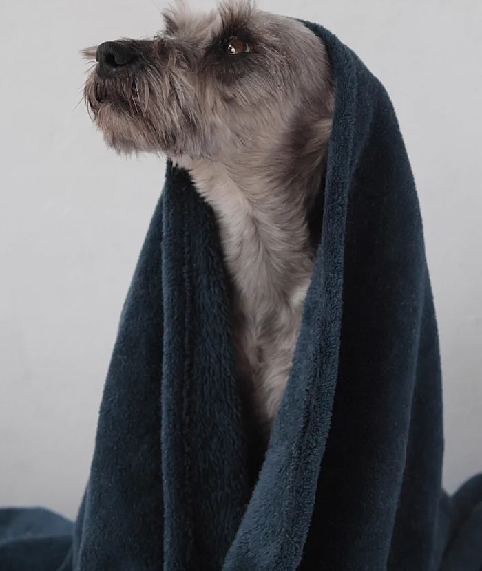Terrier arruffato prima della toelettatura