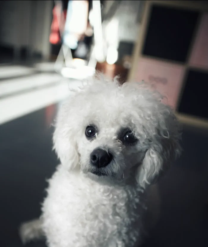 Bichon frisé dal pelo soffice appena curato