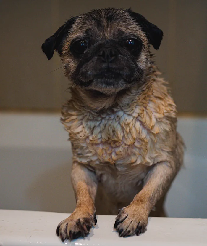 Cane insaponato durante il bagno