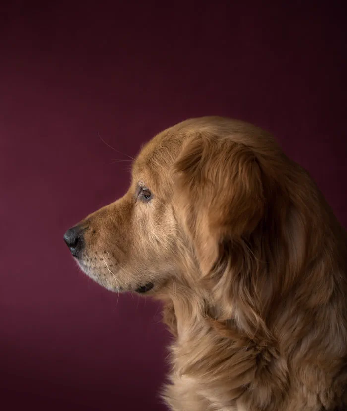 Golden retriever con il pelo asciutto e lucido