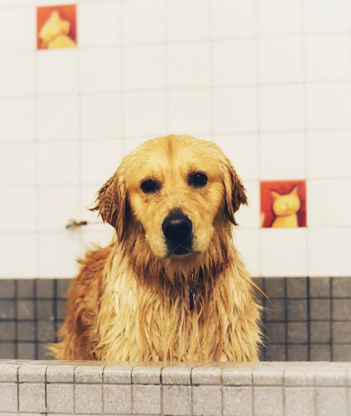 Golden retriever con il pelo bagnato nella vasca