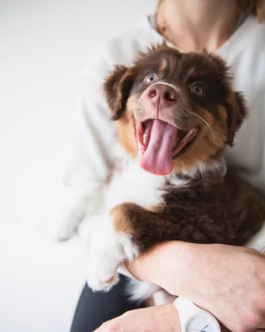 Cucciolo di australian shepherd in braccio