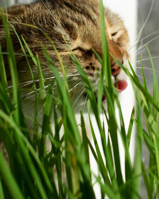 Gatto tigrato che bruca l'erba