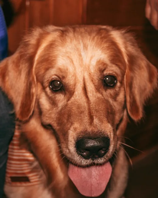 Golden retriever che sorride all'obiettivo