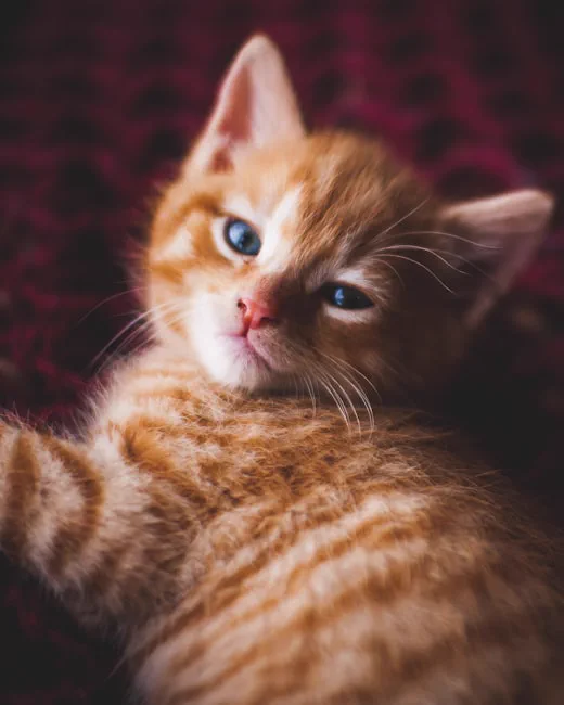 Gattino rosso acciambellato