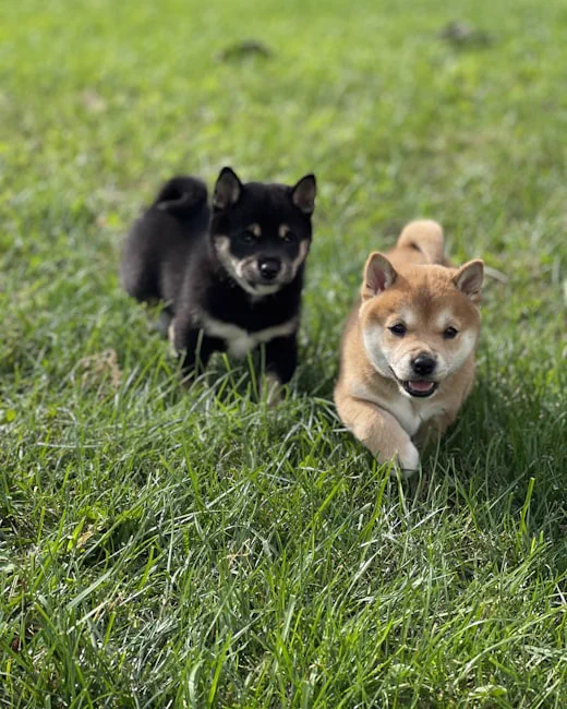 Due cuccioli che corrono sul prato