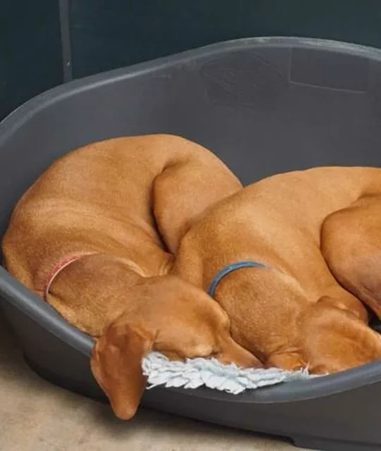 Due cani che riposano insieme nella cuccia della pensione