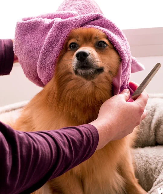 Cane avvolto in un asciugamano rosa mentre viene spazzolato