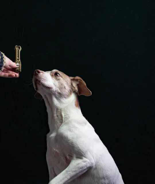 Cane che segue un premio durante una seduta di educazione