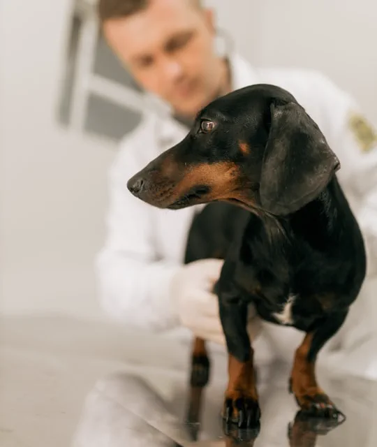 Veterinario che visita un cane sul lettino della clinica